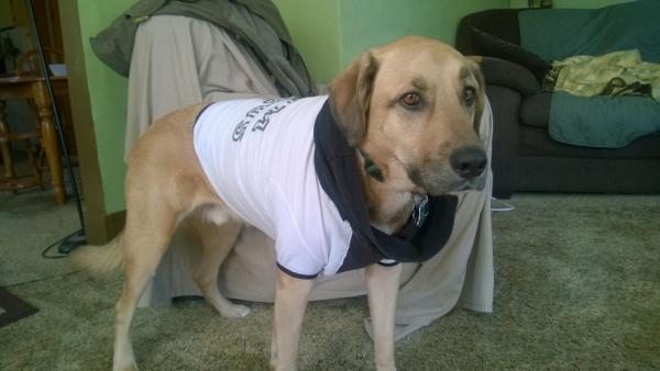 After Remy's 2nd surgery, he was allowed to wear a shirt instead of the cone of shame due to the location of the mass.  So my handsome boy is sporting