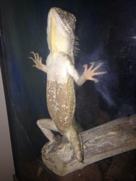 after running around the cage like crazy he slammed into the glass like this then fell asleep, he stayed like this all night.