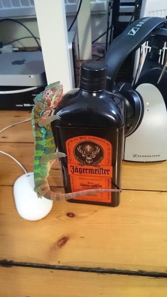 Again Nosy has escaped his tree and we find him hugging the Jäger