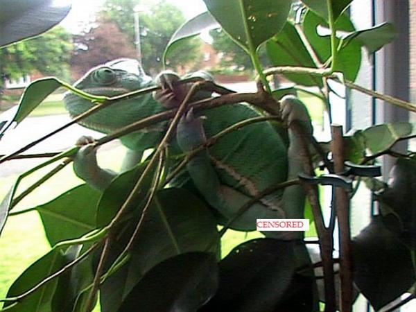 Ahem - She loves watching the world go by.