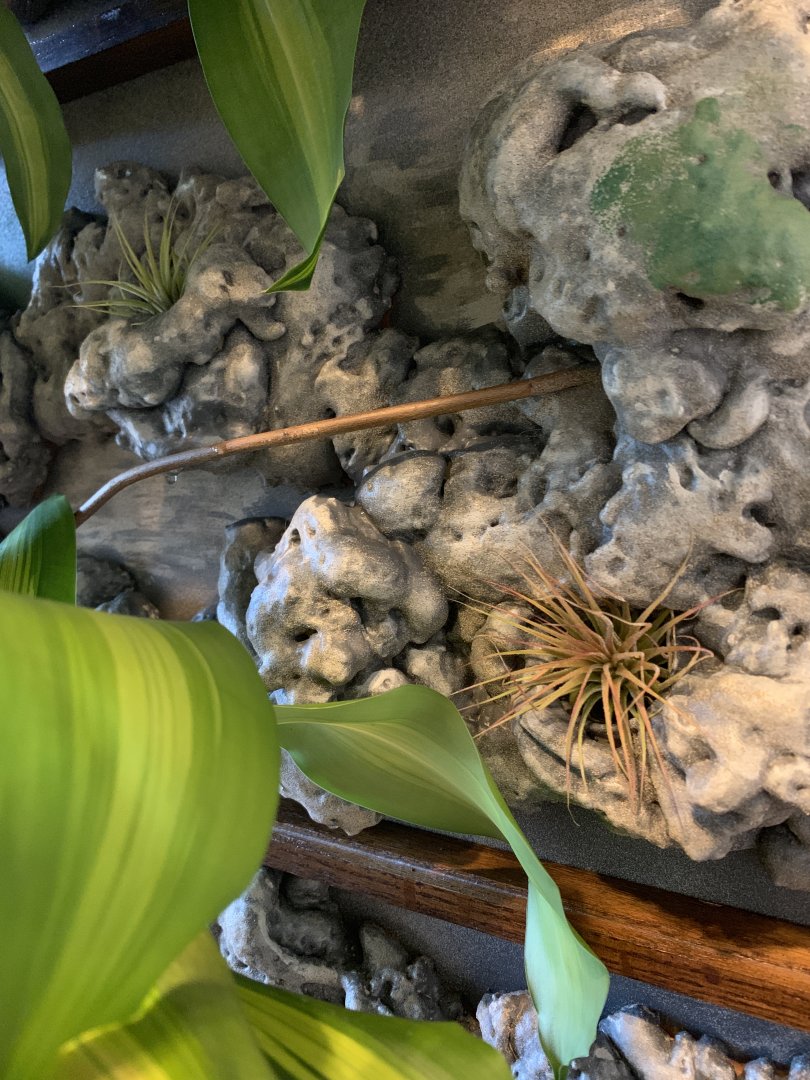 Air plants arrived today!