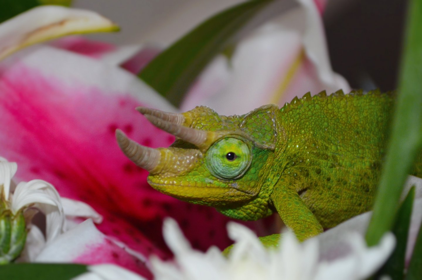 akkadis in the flowers