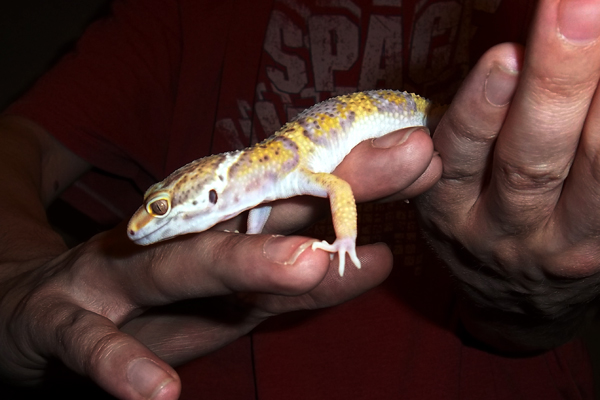 Albie, taken tonight. Approx 3-4 months old.