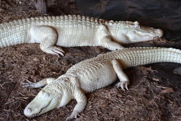 Albino Gator