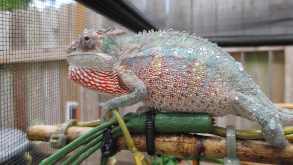 Aldous [Male BB Ambilobe]