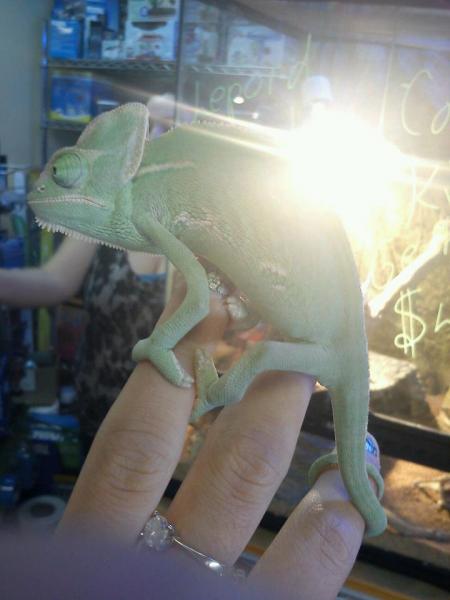 aLexa in the petshop before i got her...