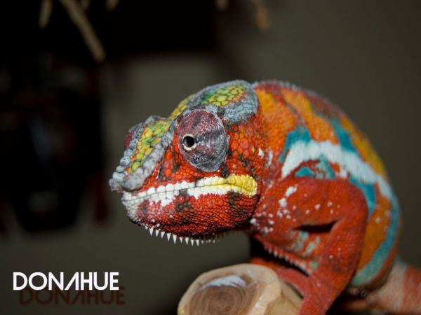 Alison's Sire [Donahue from Dynomyte Chameleons]
