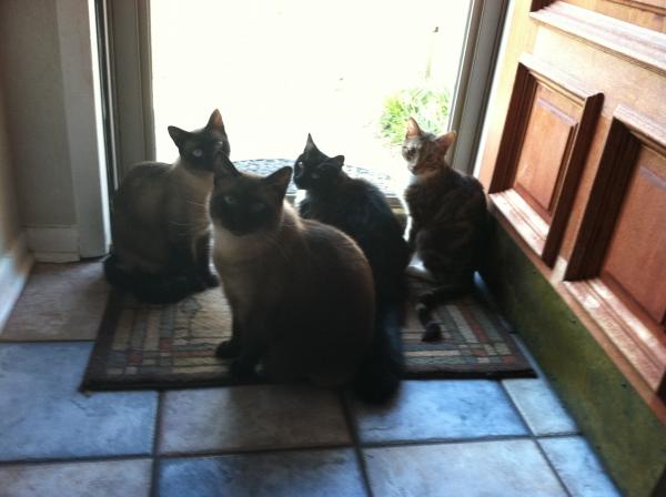all my cats!