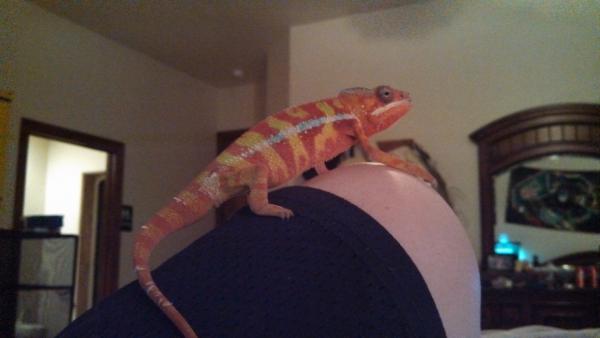 Almost 7 months old fresh outta  a shed