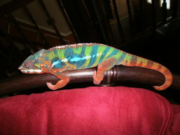 Almost a year old my favorite cham!