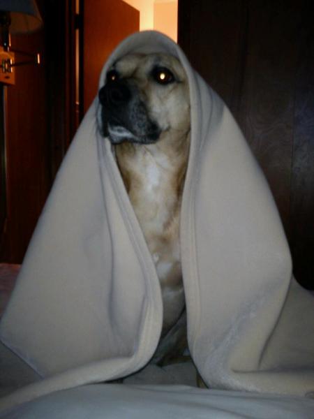 aLways has to be under the covers