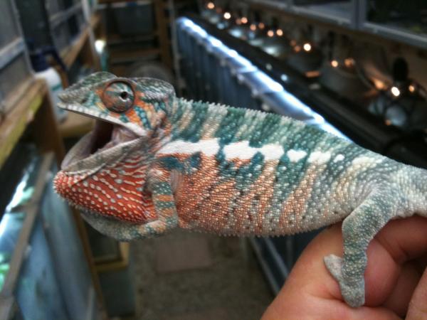 Amaze baby1- Hold back future breeder- age- 2 months and 25 days. 7.5 inches long