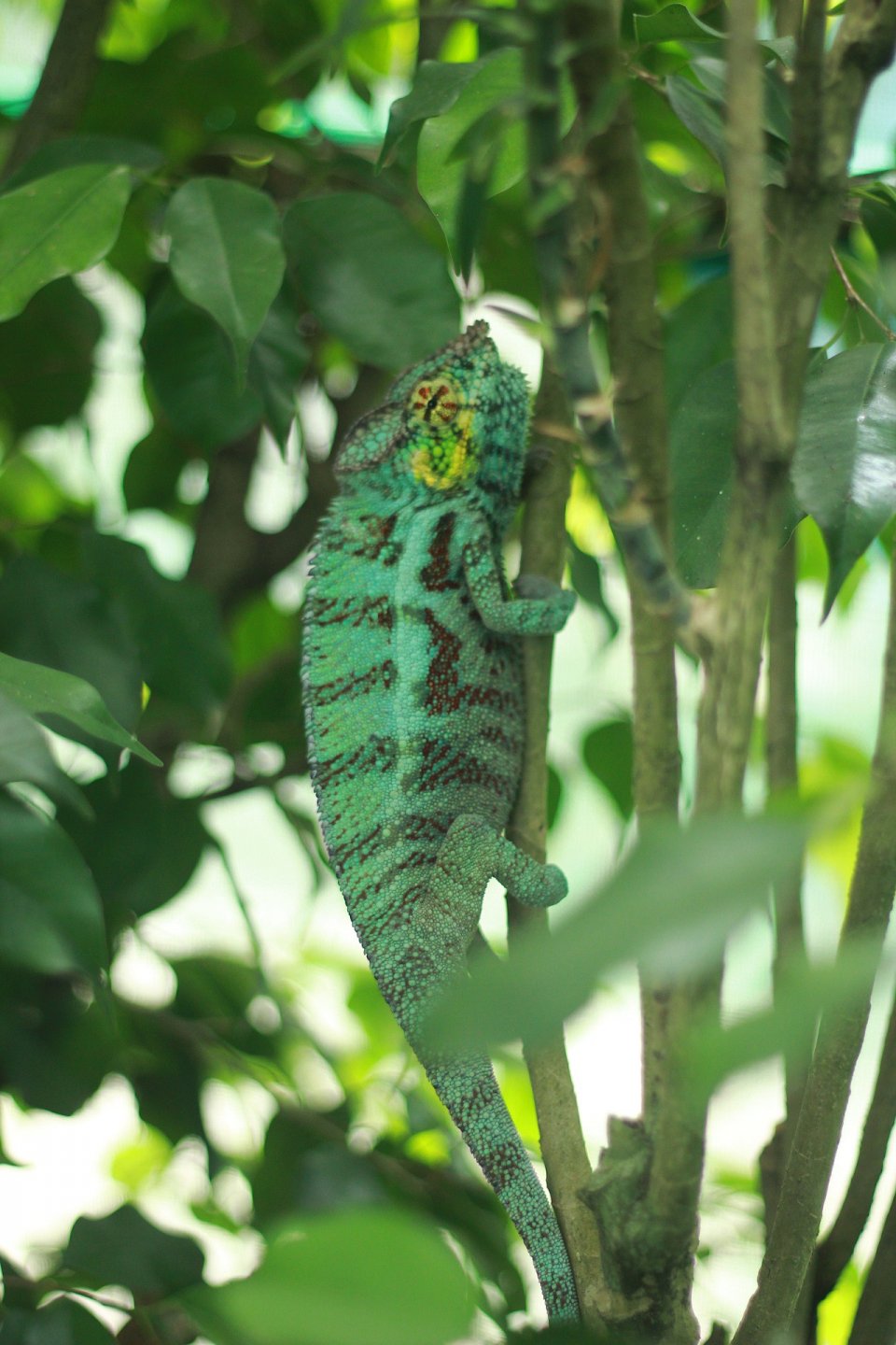 Ambanja Pantehr Chameleons