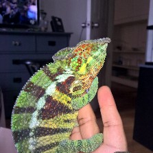 Ambanja Panther Chameleon (Rev)