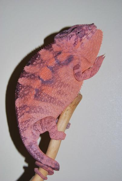 Amber is two years old and she's a nosey be female panther chameleon.