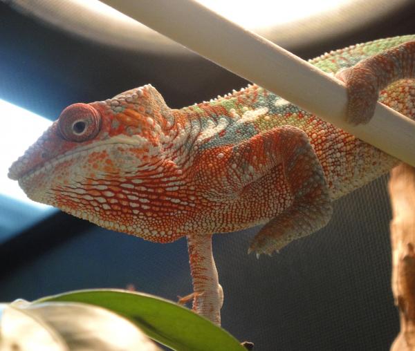 ambi with some ridiculous orange.