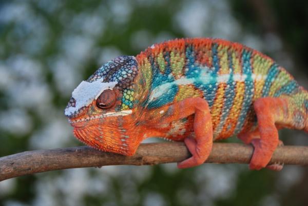 Ambilobe BB Male.  "Picasso"