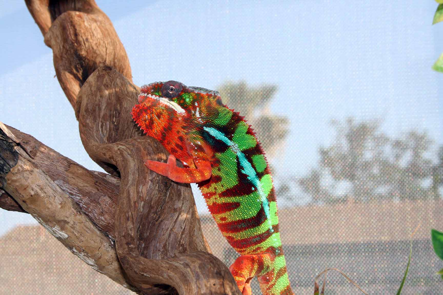 Ambilobe Getting Ready For Some Seducing