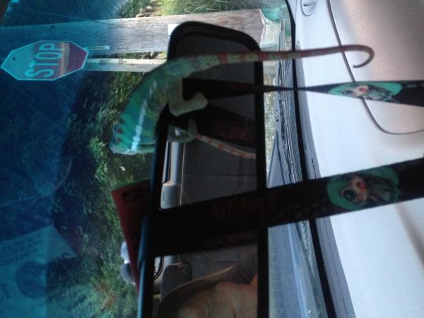 *AMBILOBE IS MY CO-PILOT*

Sniper at 5.5 months and not sure of weight as of now.