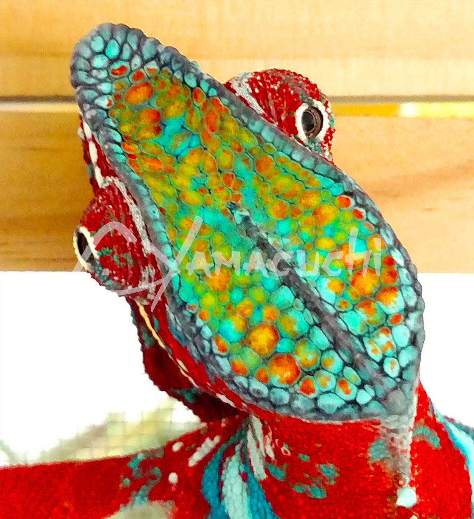Ambilobe Male Breeder Panther Chameleon - Charles Yamaguchi