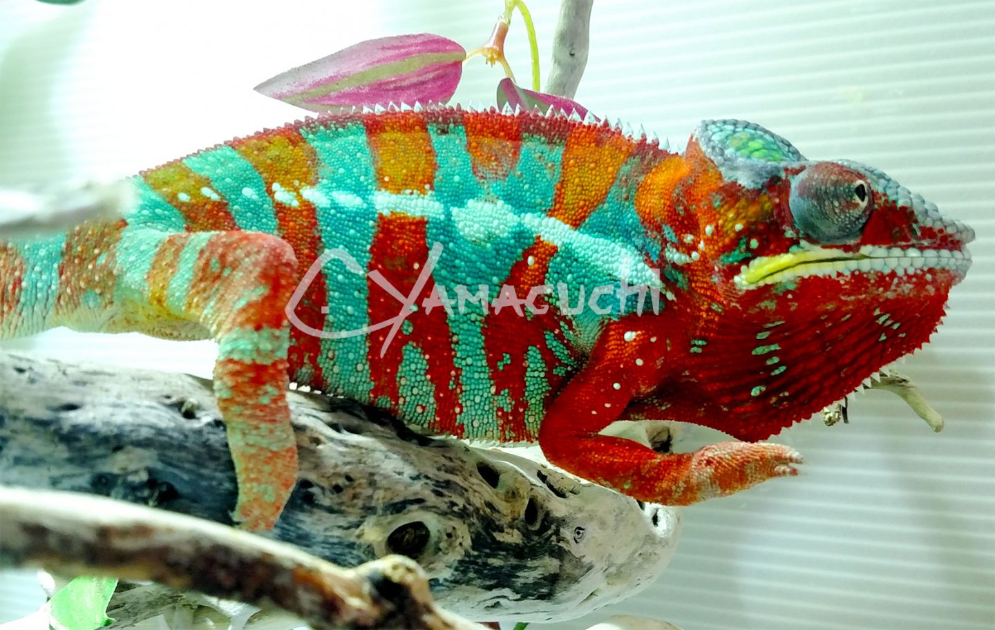 Ambilobe Male Breeder Panther Chameleon - Charles Yamaguchi