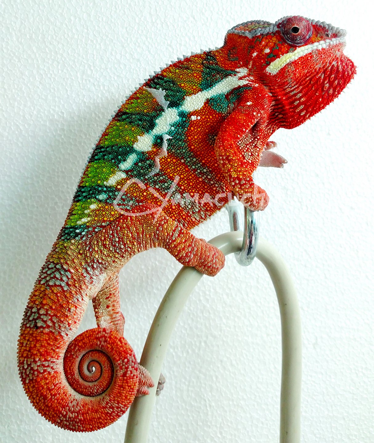 Ambilobe Male Panther Chameleon - Charles Yamaguchi