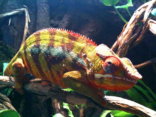 Ambilobe Male Panther