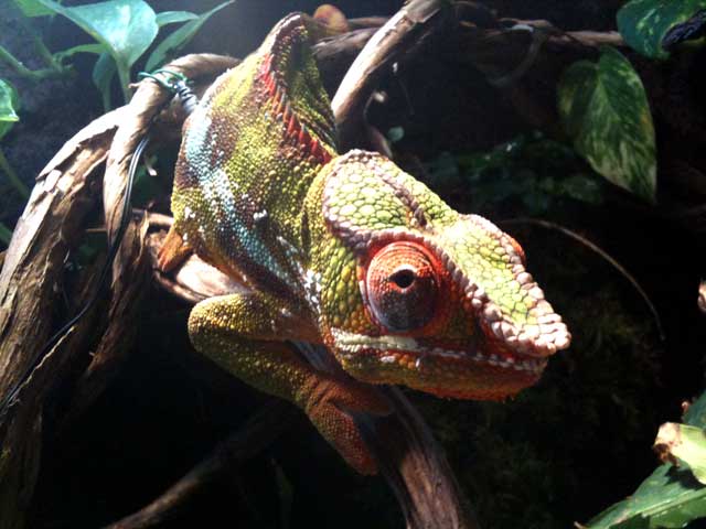 Ambilobe Male Panther