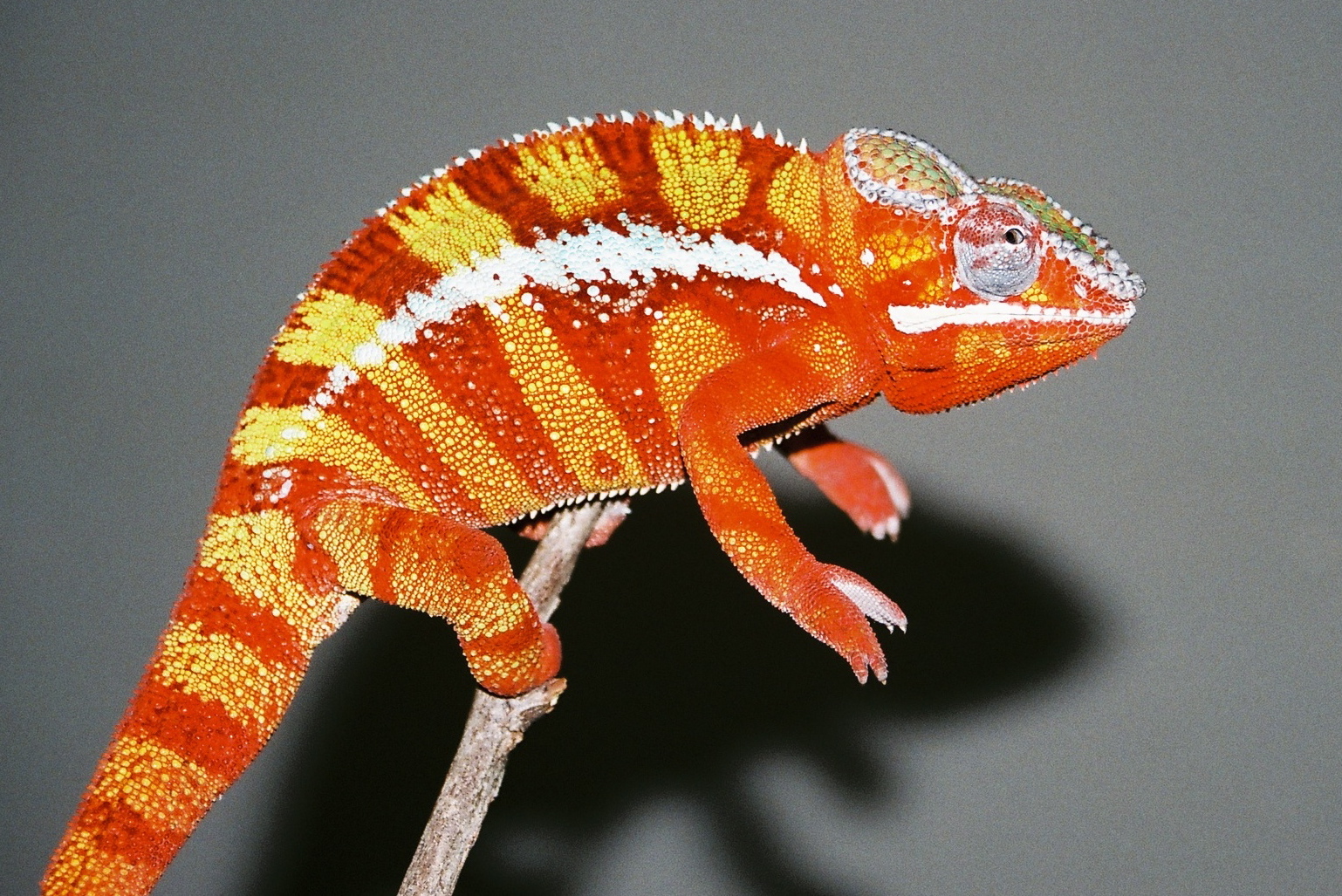 Ambilobe Male