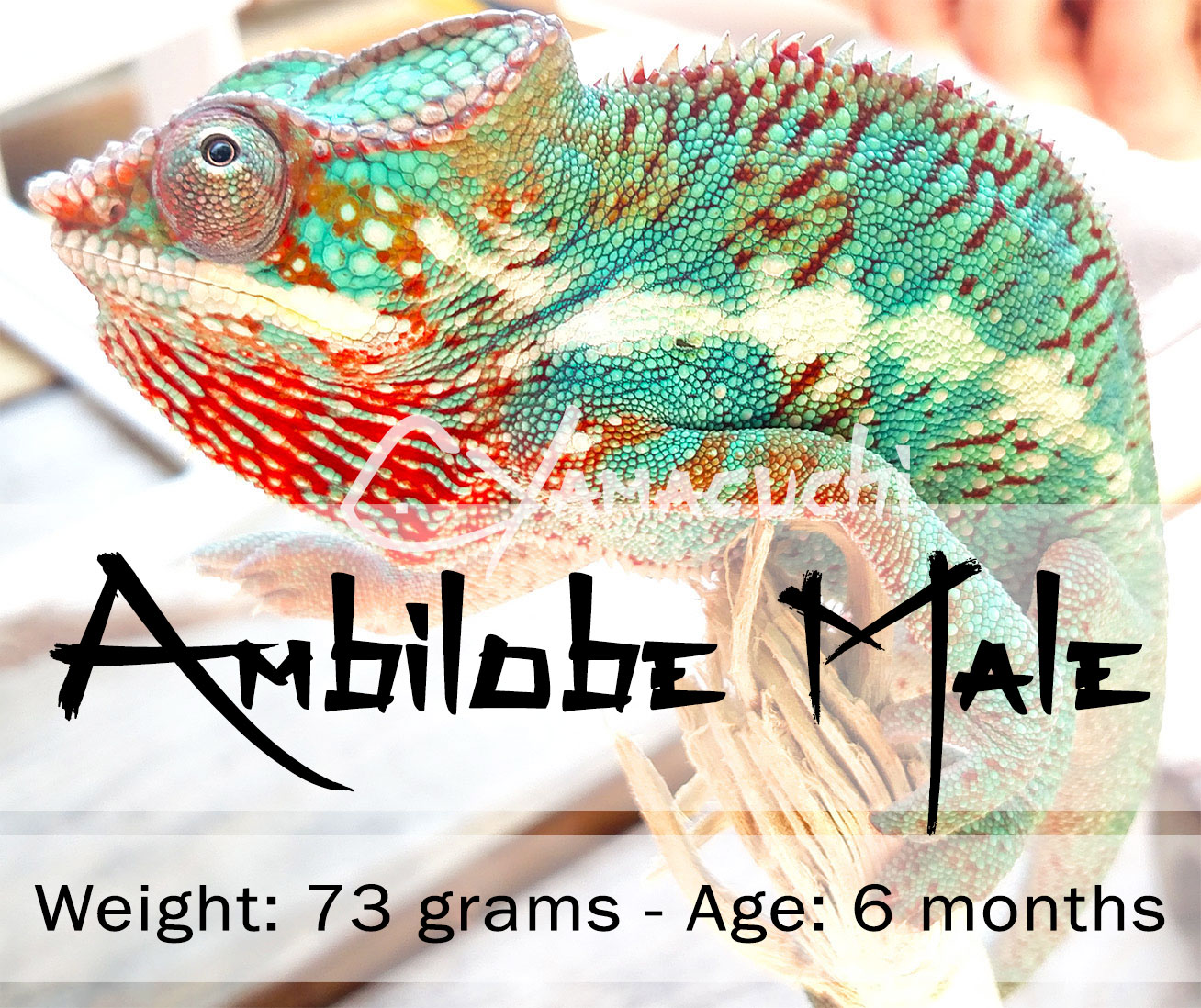 Ambilobe Male