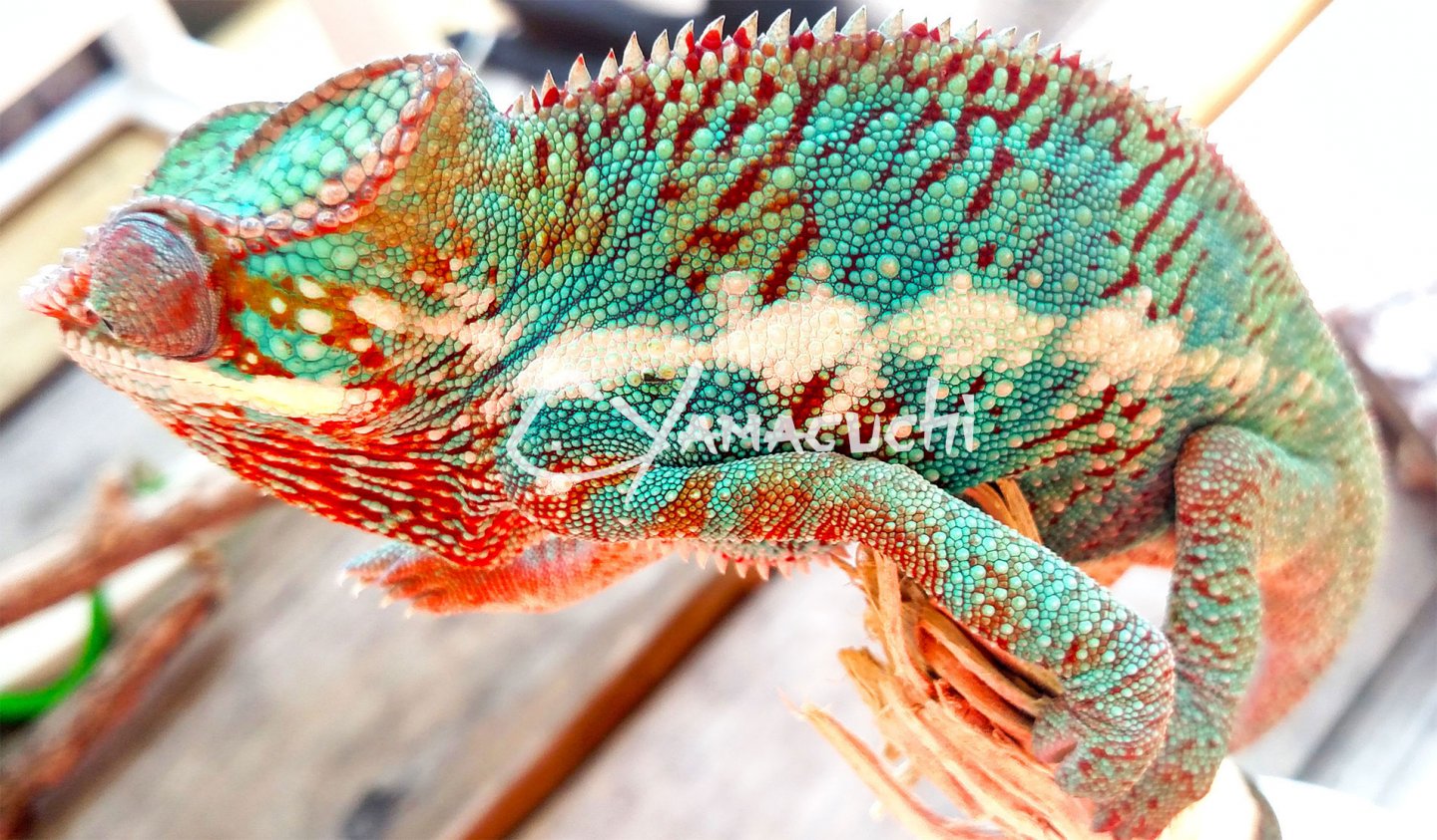 Ambilobe Panther Chameleon - Charles Yamaguchi