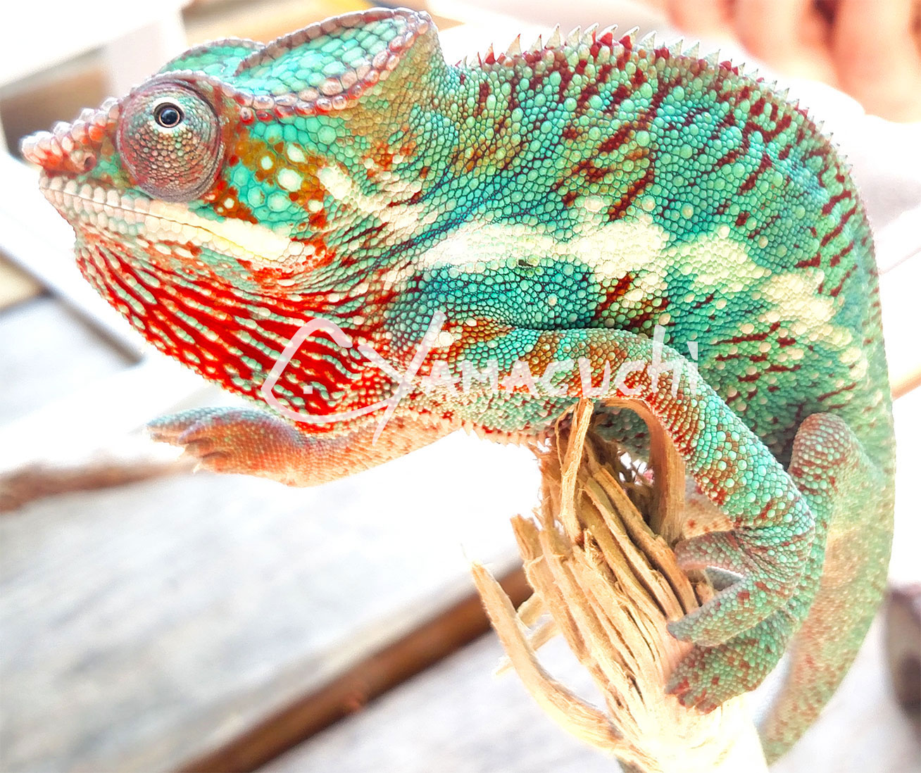 Ambilobe Panther Chameleon - Charles Yamaguchi