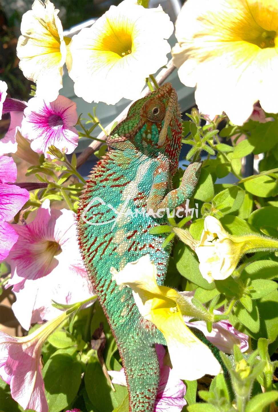 Ambilobe Panther Chameleon - Charles Yamaguchi