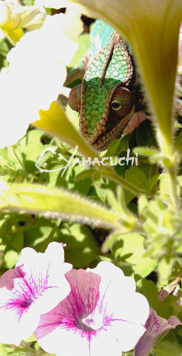 Ambilobe Panther Chameleon - Charles Yamaguchi