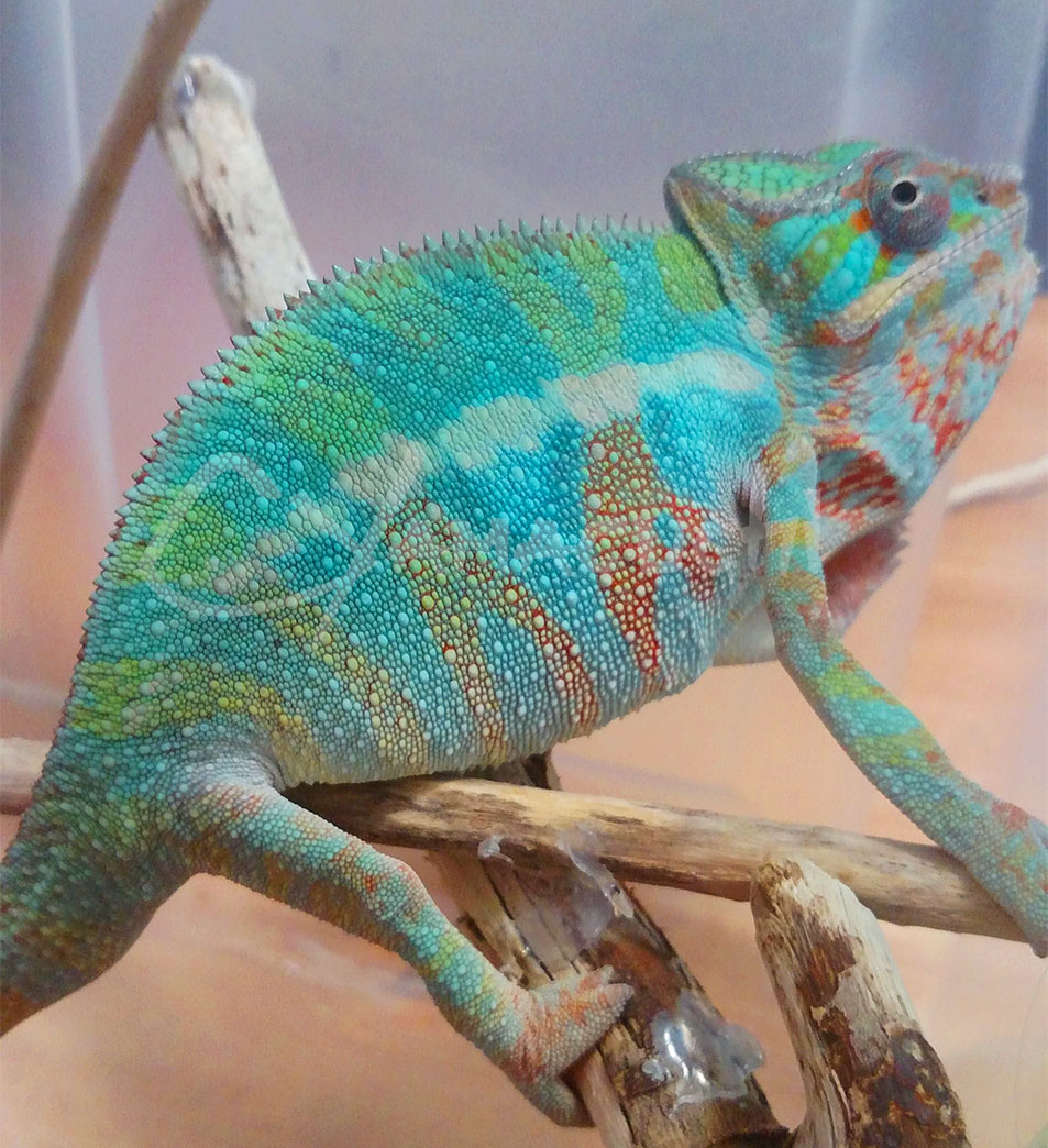 Ambilobe Panther Chameleon - Charles Yamaguchi