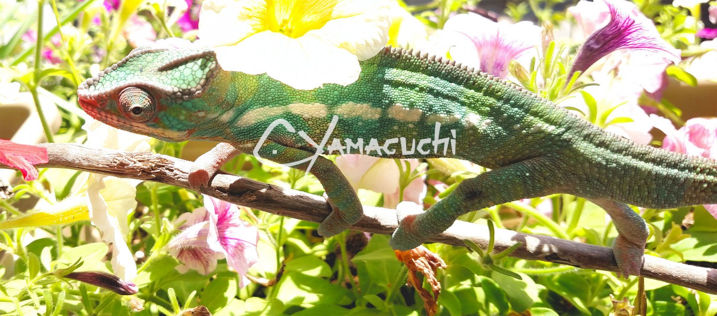 Ambilobe Panther Chameleon - Charles Yamaguchi