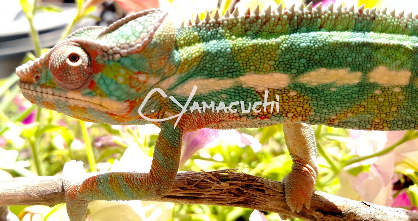 Ambilobe Panther Chameleon - Charles Yamaguchi