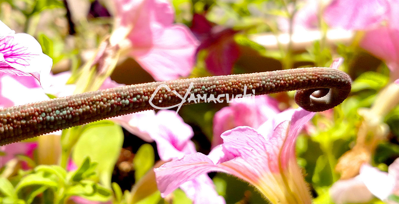 Ambilobe Panther Chameleon - Charles Yamaguchi