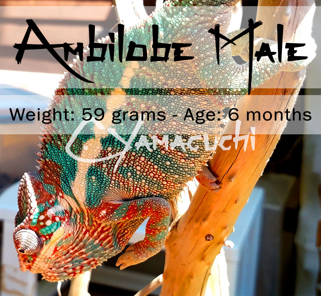 Ambilobe Panther Chameleon - Charles Yamaguchi