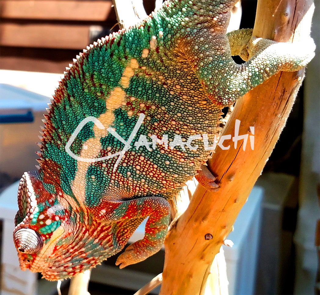 Ambilobe Panther Chameleon - Charles Yamaguchi