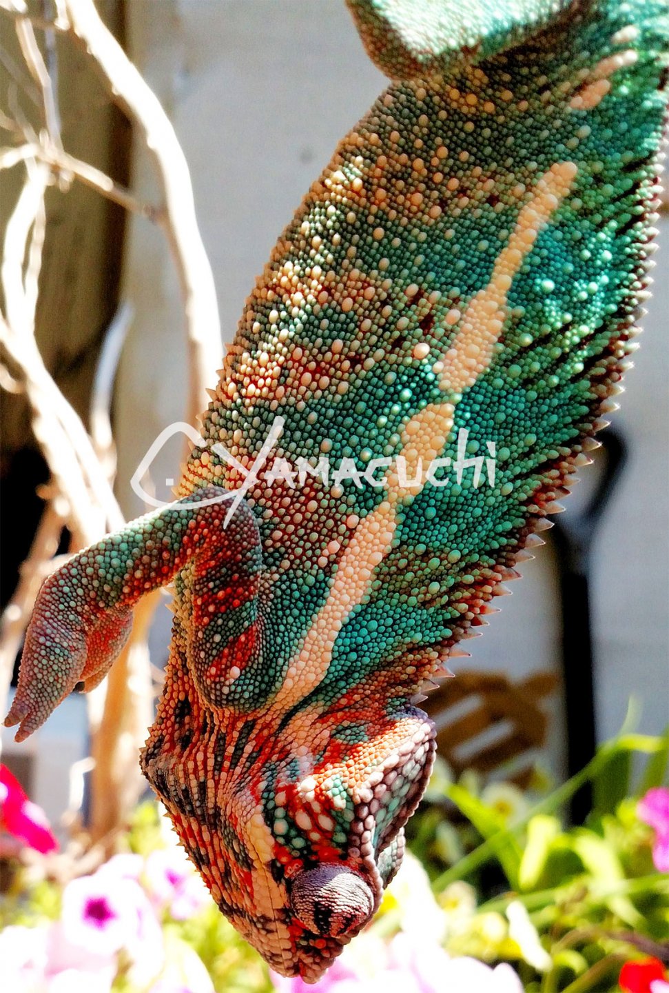 Ambilobe Panther Chameleon - Charles Yamaguchi