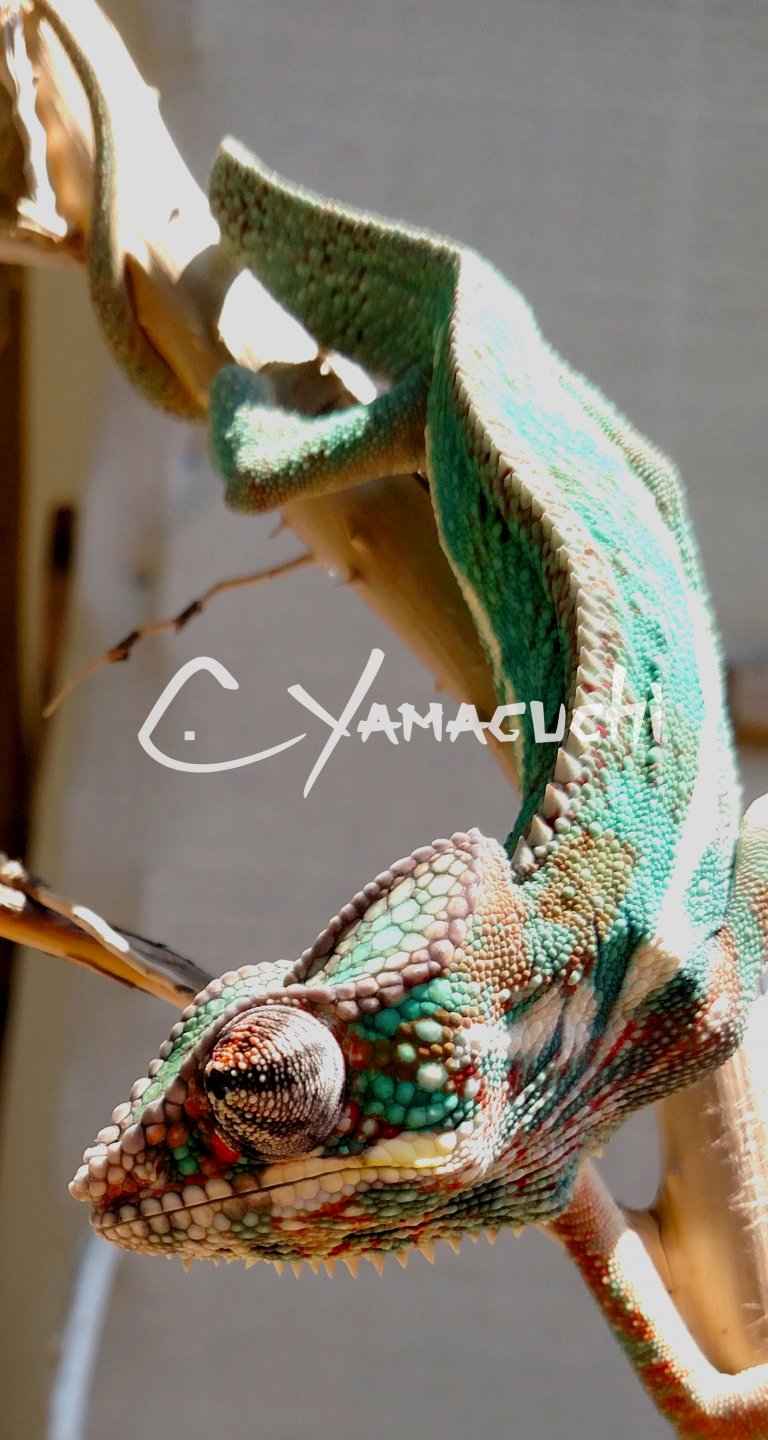 Ambilobe Panther Chameleon - Charles Yamaguchi