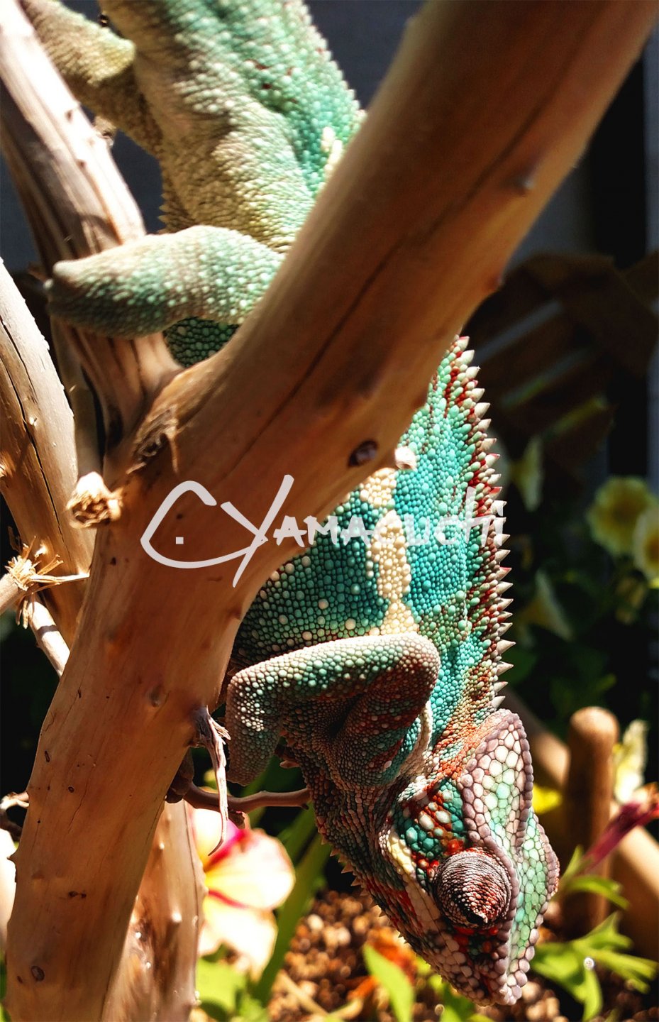 Ambilobe Panther Chameleon - Charles Yamaguchi
