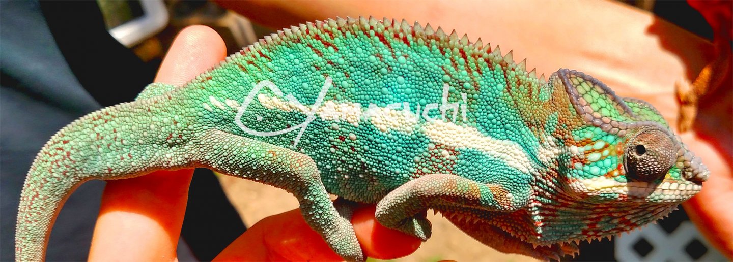 Ambilobe Panther Chameleon - Charles Yamaguchi