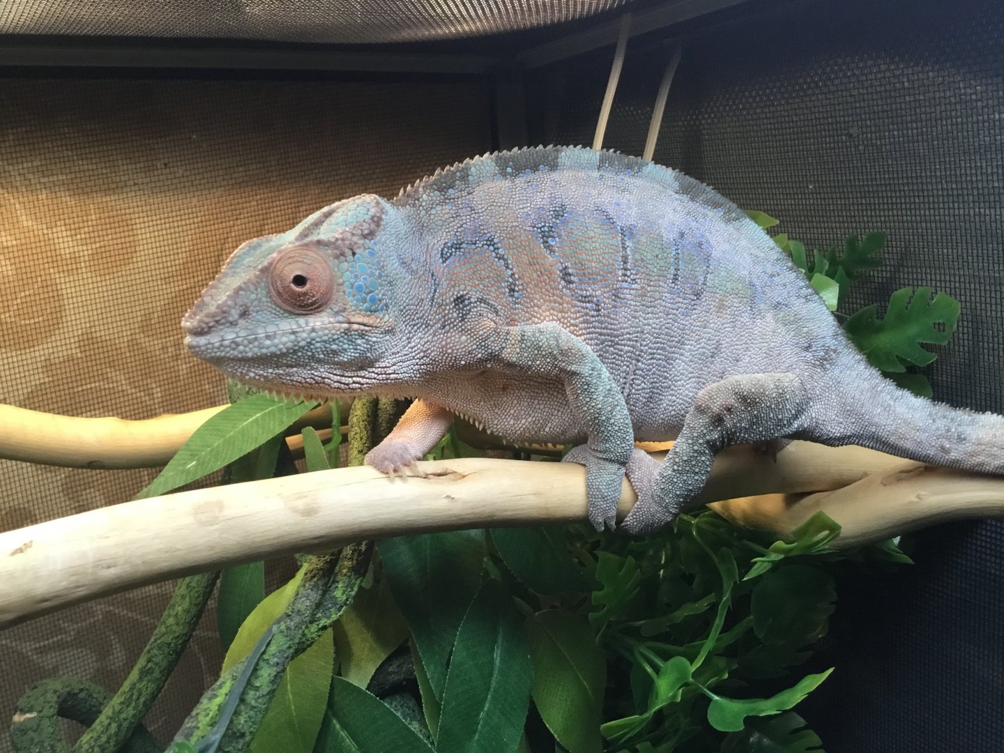 Ambilobe Panther Chameleon female  Here colors are crazy for a female