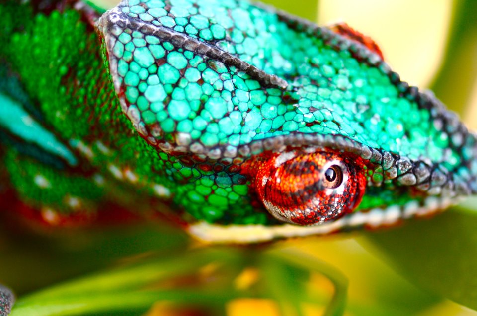 Ambilobe Panther Chameleon