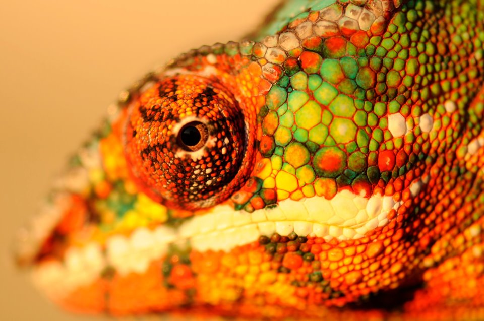 Ambilobe Panther Chameleon