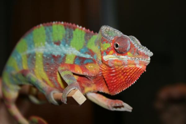 Ambilobe....Sire ... 
mellow-yellow from kammers.