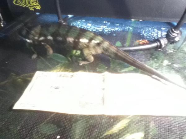 Ambilobe which $ for scale