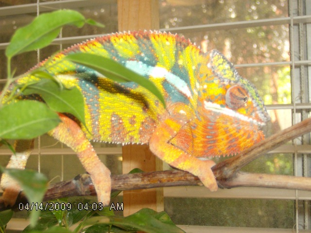 Ambilobe
